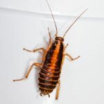 a brown and black bug on a white surface